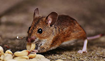 24 Hour & Emergency Exterminators in McGrath, AK